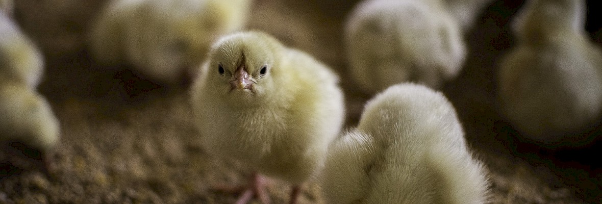 Project Kerstkip laat zien hoe kippen opgroeien