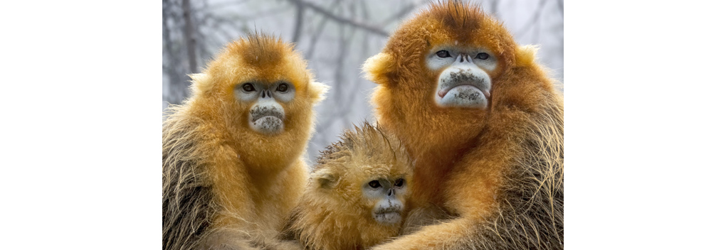 EO toont werk van filmcrews tijdens opnamen van A Perfect Planet