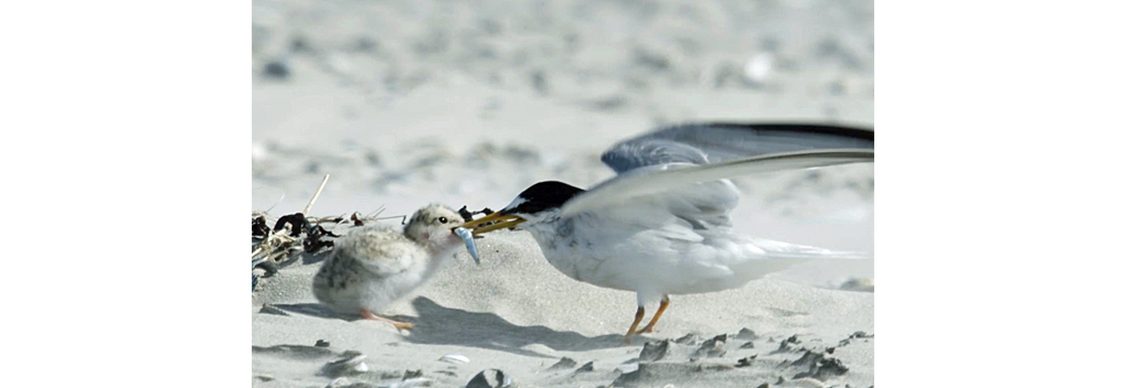 Natuurdocumentaire Vroege Vogels presenteert: Strand bij BNNVARA