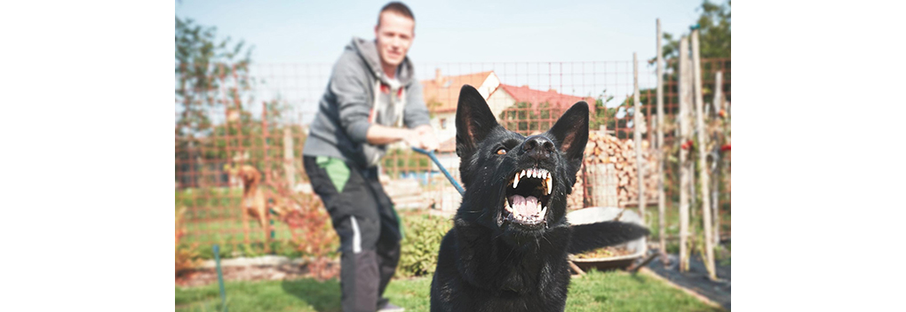 PowNed of View over hondenbeten in Nederland